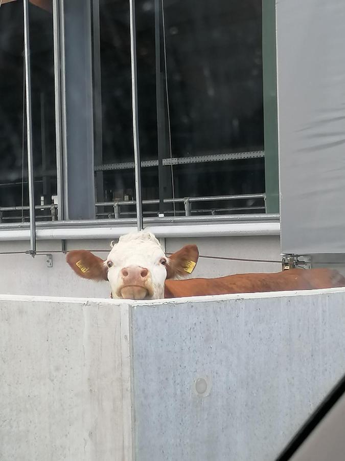 Woferlhof, Ferienhof Boxhorn Böbrach Eksteriør bilde
