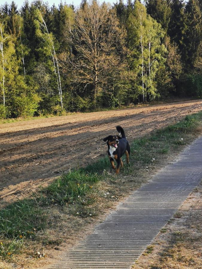 Woferlhof, Ferienhof Boxhorn Leilighet Böbrach Eksteriør bilde